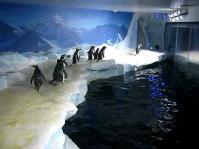 Пингвины и лазер
