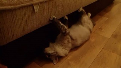 Кошка: беготня по дивану вверх ногами