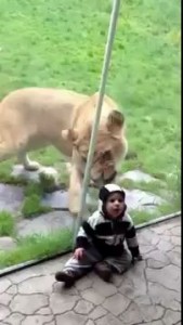 Голодная львица хочет съесть малыша