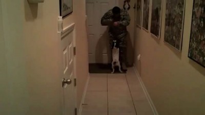 Military Reunions with Man's Best Friend: Dogs Welcoming Home Their Owners from Deployment