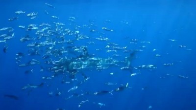 GoPro: A Blonde and a Great White Shark