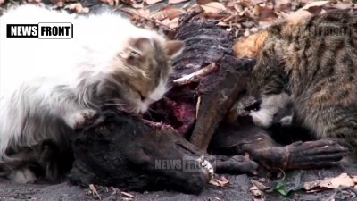 Суровые голодные коты ДНР, Брошенные животинки