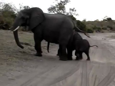 Слоненек испугался