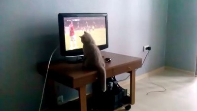 Коты любят футбол