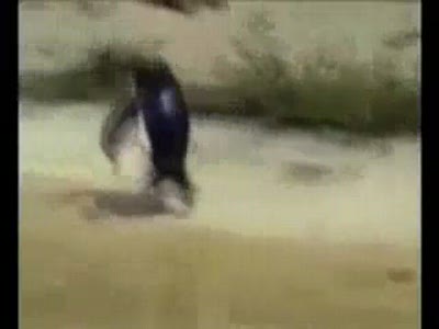 Hardcore penguin