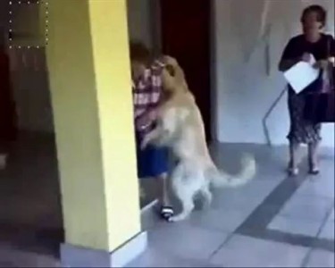 Пес - насильник