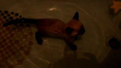 Котенок плавает