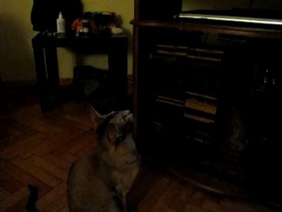 Коте смотрит телевизор