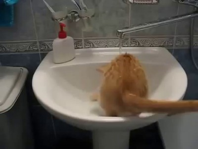 Кот умывается в раковине