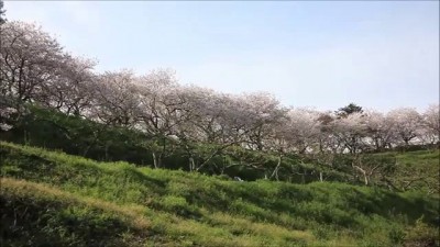 Sakura 2013 in Japan