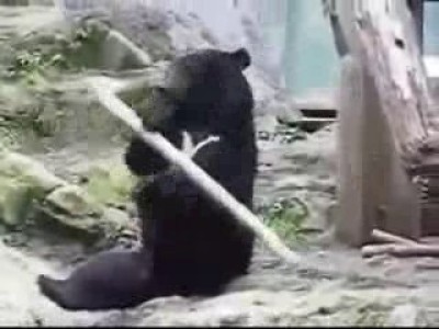 Кунгфу-медведь