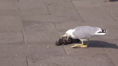 Чайка ест голубя/Seagull eats pigeon