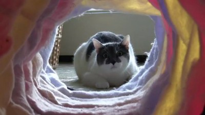 Кот в конце тунелля