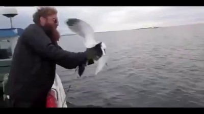 Рыбак поймал чайку голыми руками .