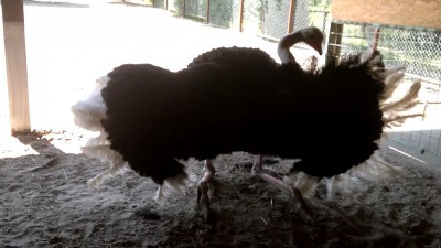 Брачный танец страуса