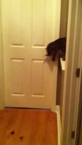 Bengal Cat Opens Door