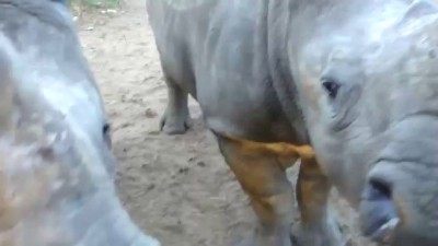 Детеныши носорога