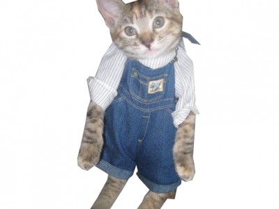 заготовка кот