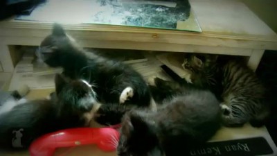 4 Cute Kittens Sleeping in a Drawer
