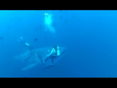 Дайверы помогли китовой акуле