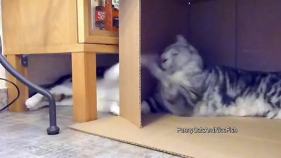 It's my box ! Funny cats