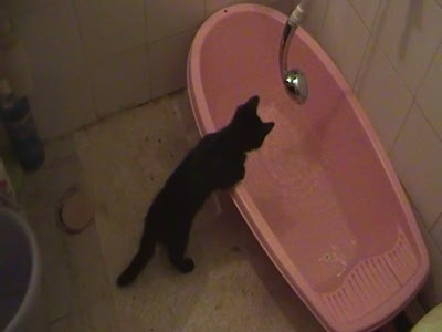 Кот в ванной - часть 1