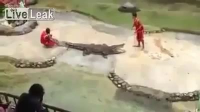 Крокодил едва не откусил голову артисту