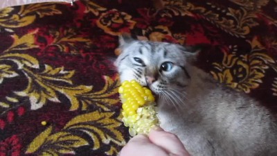 Кот и кукуруза