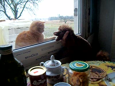 Кот дразнит собаку через окно