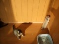 Котята играют с тенью