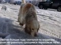 Счастливая история бездомной собаки-инвалида. Челлендж выполнен! :)