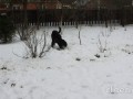 Собака снеговкакатака