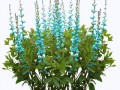 0_11ceac_231c50be_orig_yapfiles.ru