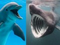 Почему акулы убегают от дельфинов