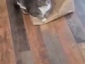 Кот и заложник