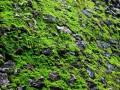 depositphotos_10606134TheGreenmossbackgroundtexture_yapfiles.ru
