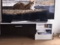 где