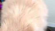 Cats are cute and smart