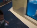 Beluga Whale Sprays Kid