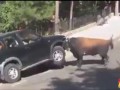Бык атакует автомобиль