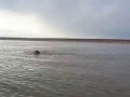 Медведь в Якутии плывет через реку. Нападает на лодку с рыбаками.