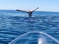 упоротый кит