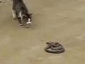 Кот убил змею