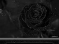 -Чёрная-роза_01