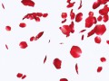 Rose-Petals-PNG-File