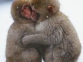 image (1)