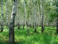 березовый лес