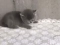 монстр