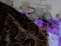 Sphynx cat go to sleep/Донской сфинкс ложиться спать