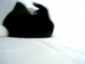 bed sheet cat 2
